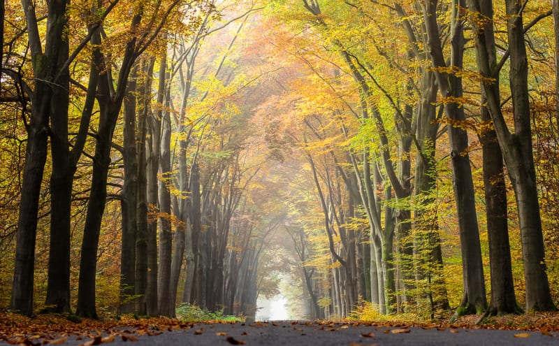 A country road under an arch of tall beech trees in gold autumn leaf, mist at the far end.
