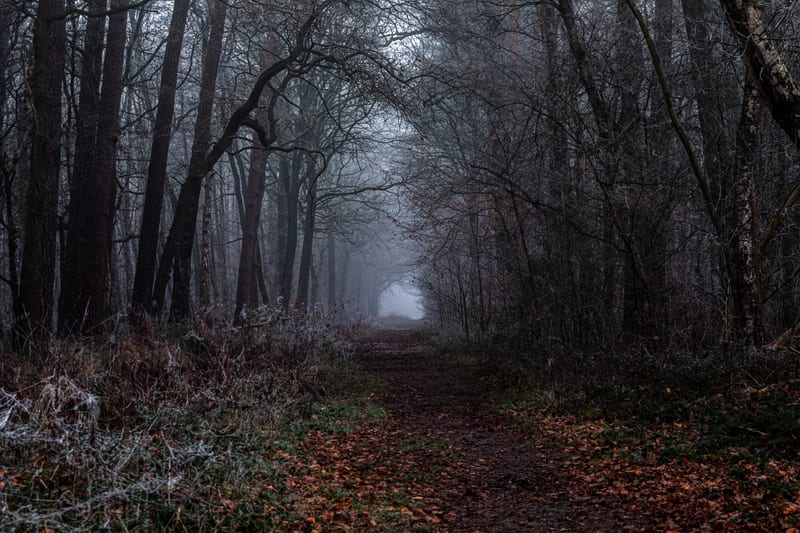 A leaf-strewn path into a bare, misty wood at dusk.